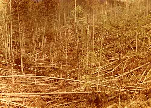 Forests in the Carpathians Mountains are the ecosystems with dominance of the spruce and participation of the fir, and the beech. Figures show a windthrow in such ecosystems 36 k