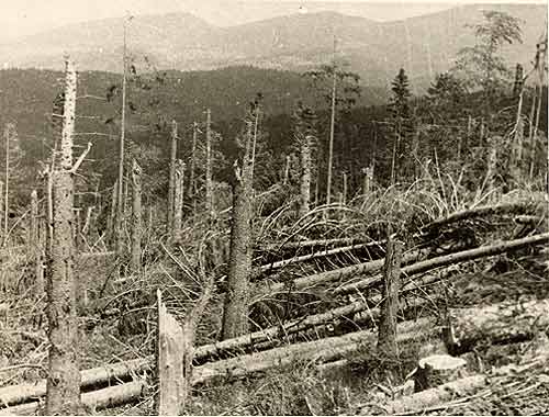Forests in the Carpathians Mountains are the ecosystems with dominance of the spruce and participation of the fir, and the beech. Figures show a windthrow in such ecosystems 38 k
