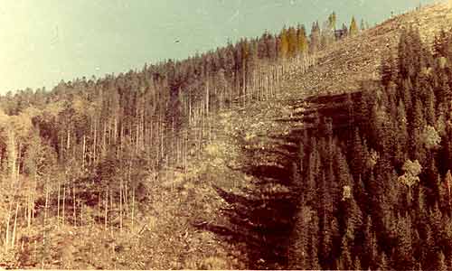 Figures demonstrates the effect of clear-cutting on the trees. 21 k