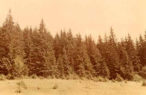 The natural forest edge exposed on the south. These trees, which have grown in such conditions, are quite viable. 16 k