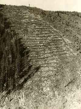 10 and 11 demonstrate a destructive effect of clear-cutting on the soil at shallow effective depth of the soil of mountain ecosystems. You can see blow-up of these figures. In the same window