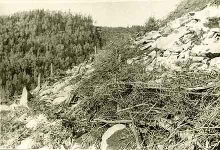 10 and 11 demonstrate a destructive effect of clear-cutting on the soil at low effective depth of the soil of mountain ecosystems. You can see blow-up of these figures. In the same window