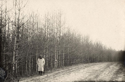 An overstocked monoculture of the Scots pine defoliated completely by needle-eating insects. The Chernihiv Region, Ukraine. The photograph was made by Professor D.F. Rudnev in middle decades of XX century. This picture is common for the much more period.