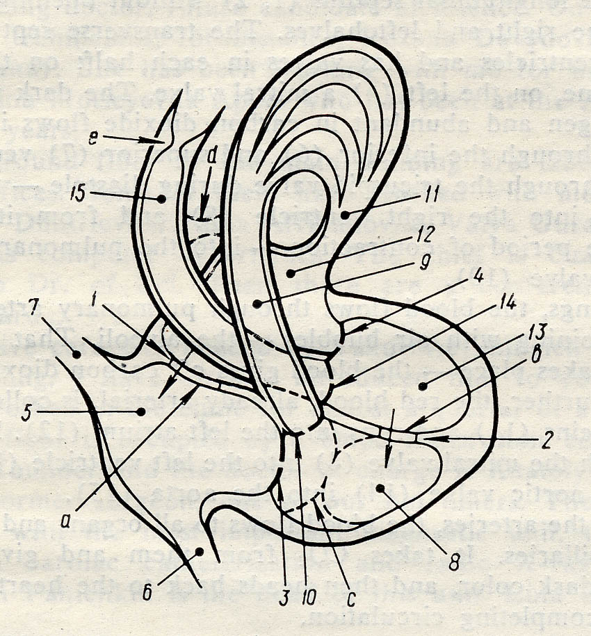 anatomy of the heart and its major flaws